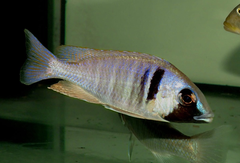 Placidochromis electra 'Londo Bay'